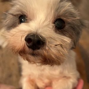 Meet your Posher, Posh